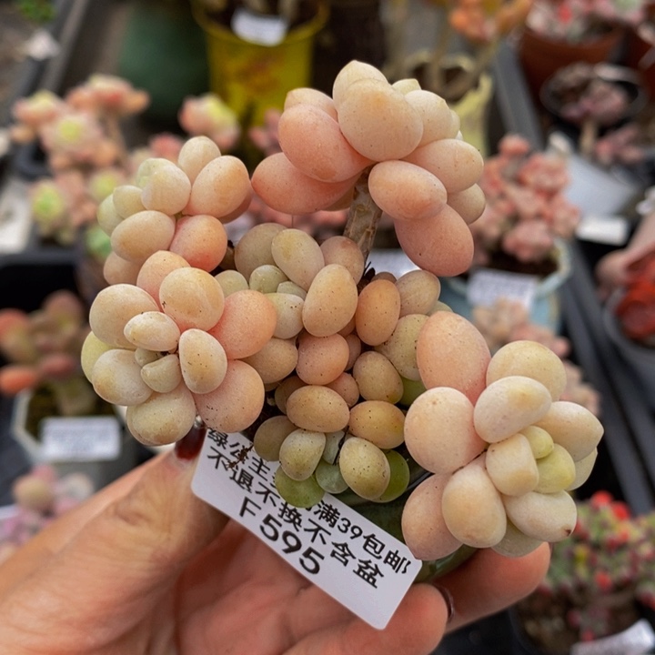 洛可可7cm595多肉植物