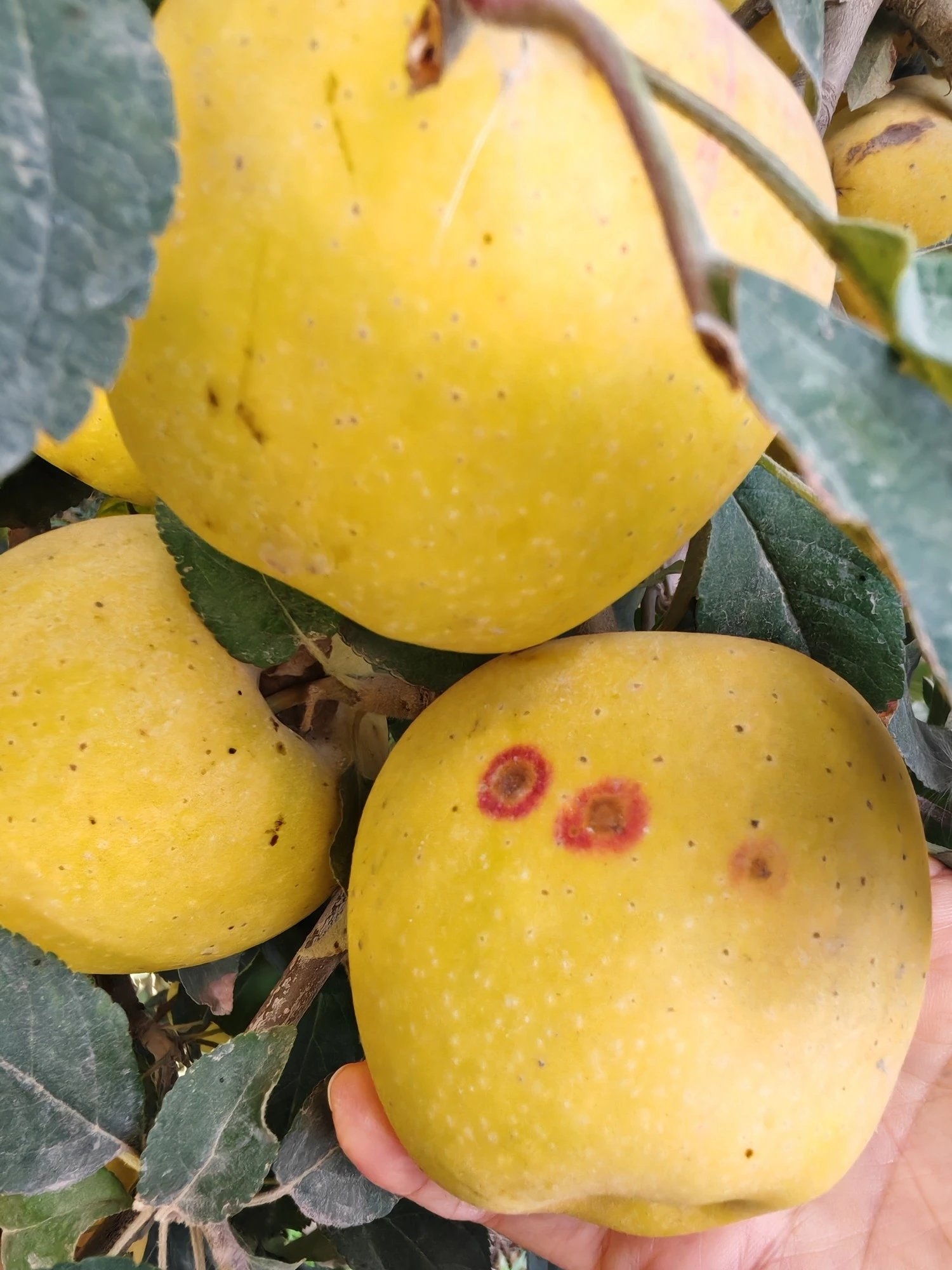 新疆黄金维纳斯苹果二级果（风化斑，花皮）不影响口感，介意慎拍