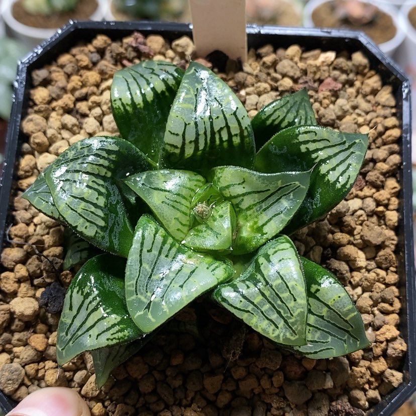 【闪购商品】123画皮