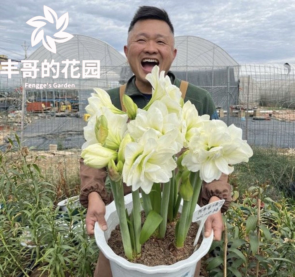 自然球《阿弗雷直径6+》1颗白色重瓣朱顶红种球