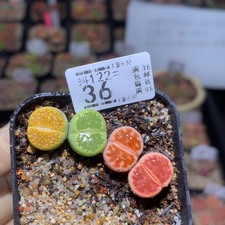 精品生石花122.36