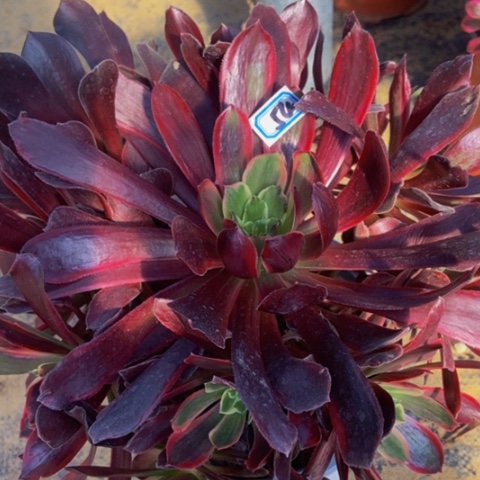 赤霞飞多肉植物54多肉