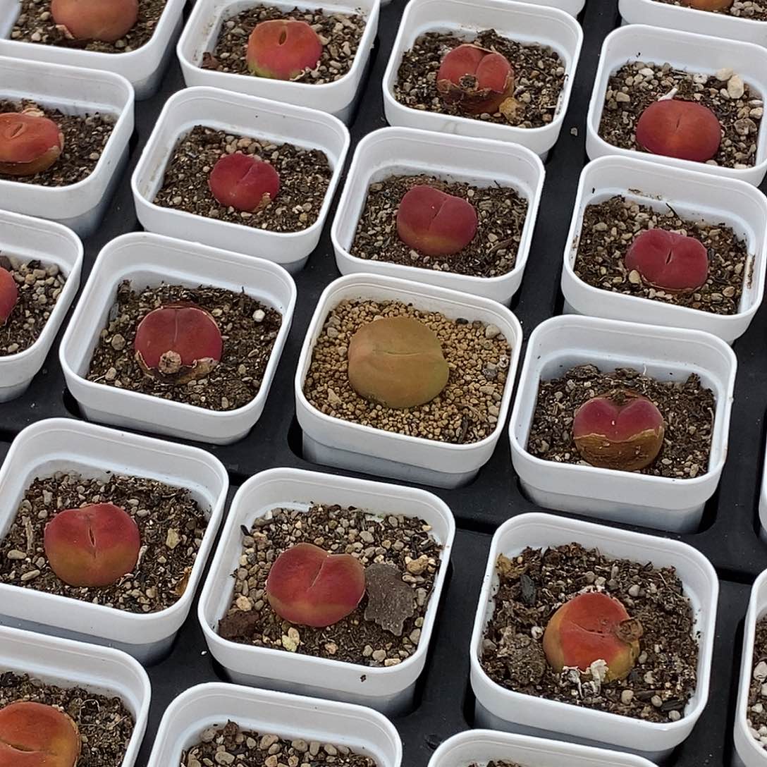 Y*N桃喜花园0620-100风铃差价