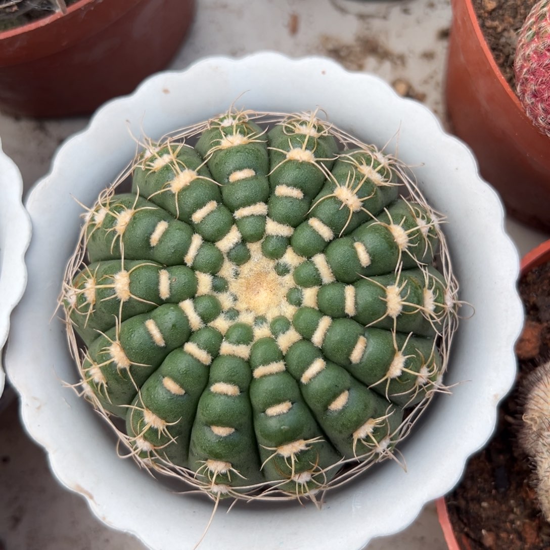 栗***揍零零落落 零零落落