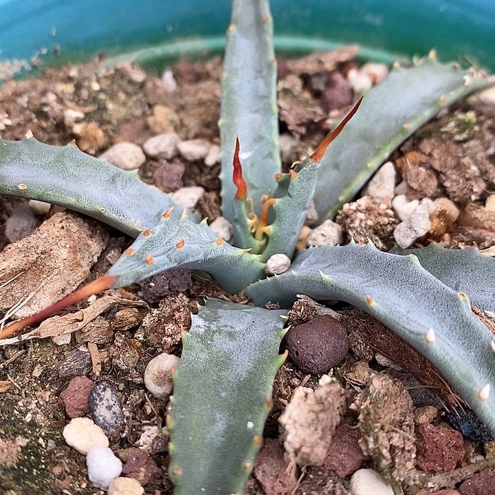 孤品实生eb曲刺妖炎生长点曲刺 仙人球