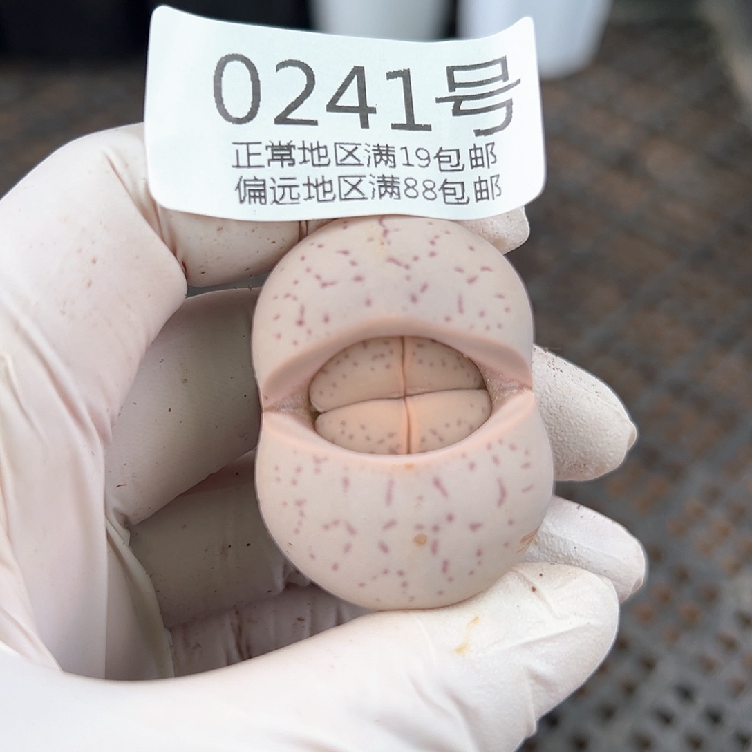 好养易活生石花大母本0241