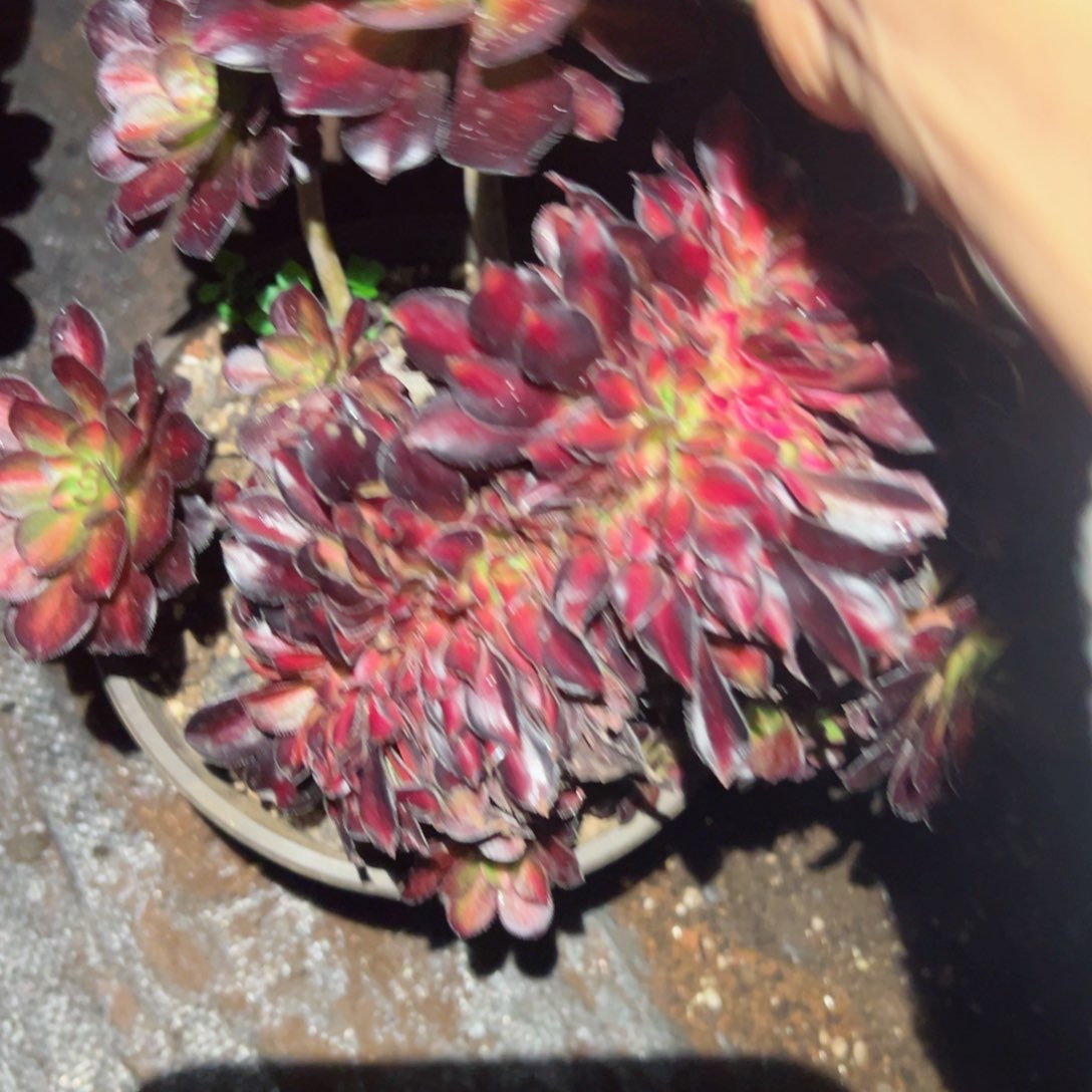 2178 号多肉植物法师新年福利