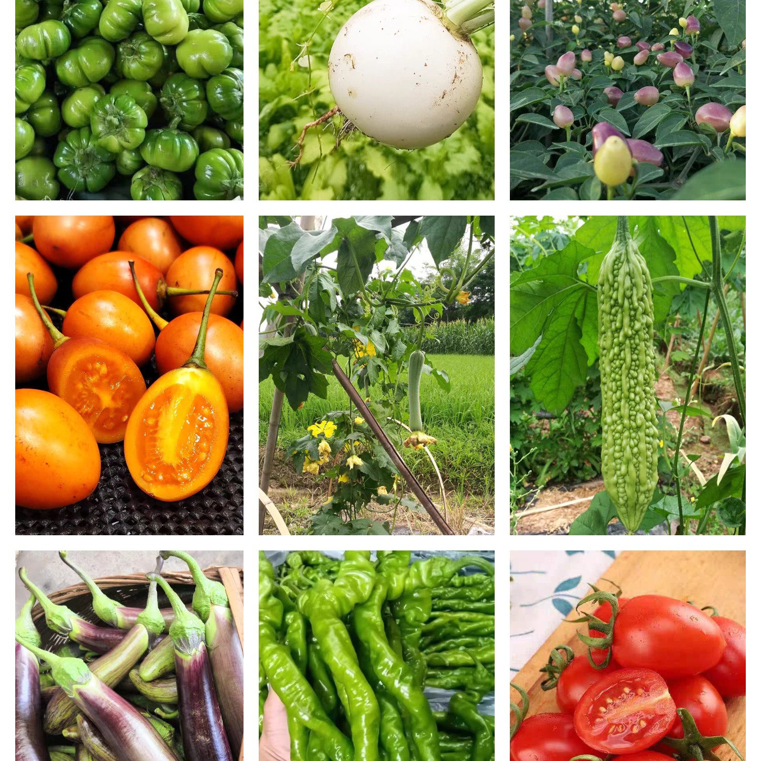 海之蓝南北干货临时链接500克