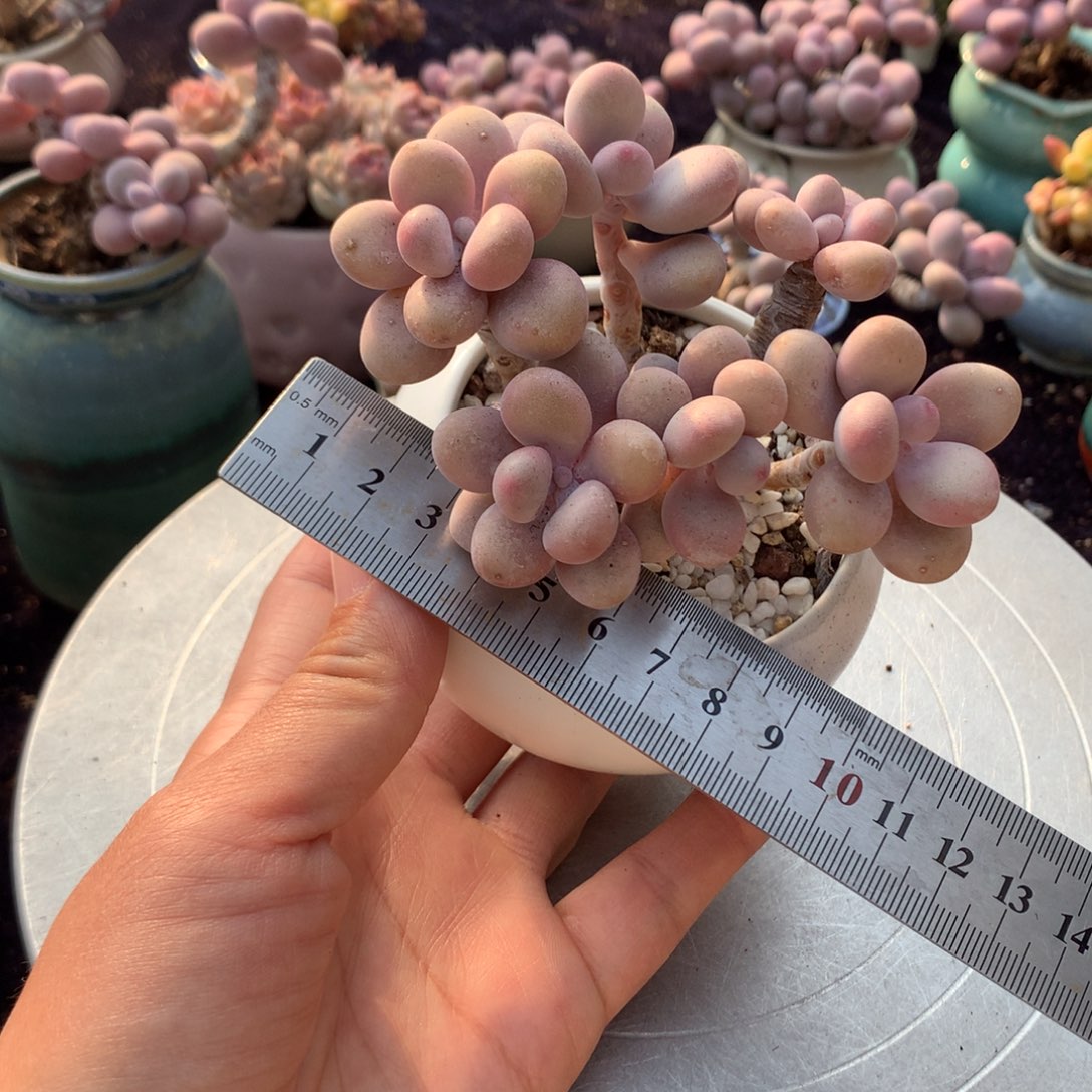 9号带盆偏远地区不包邮的