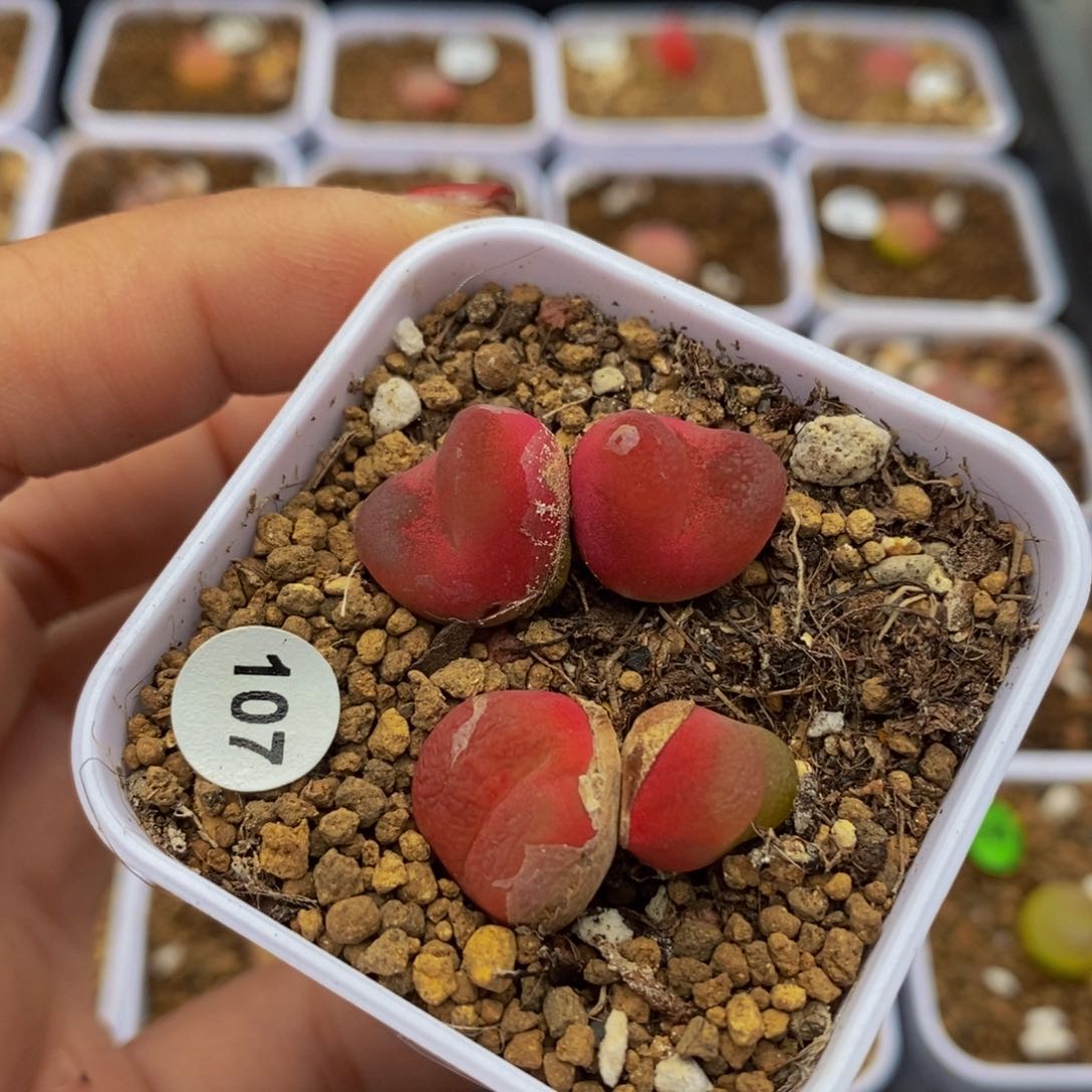 双头两颗（多肉植物