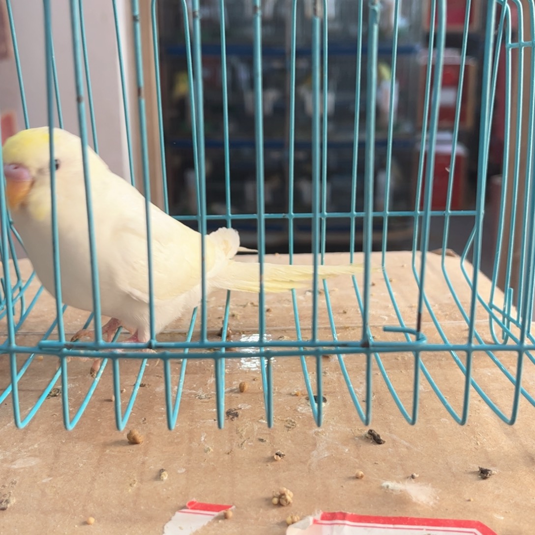 虎皮鹦鹉我的小姐姐