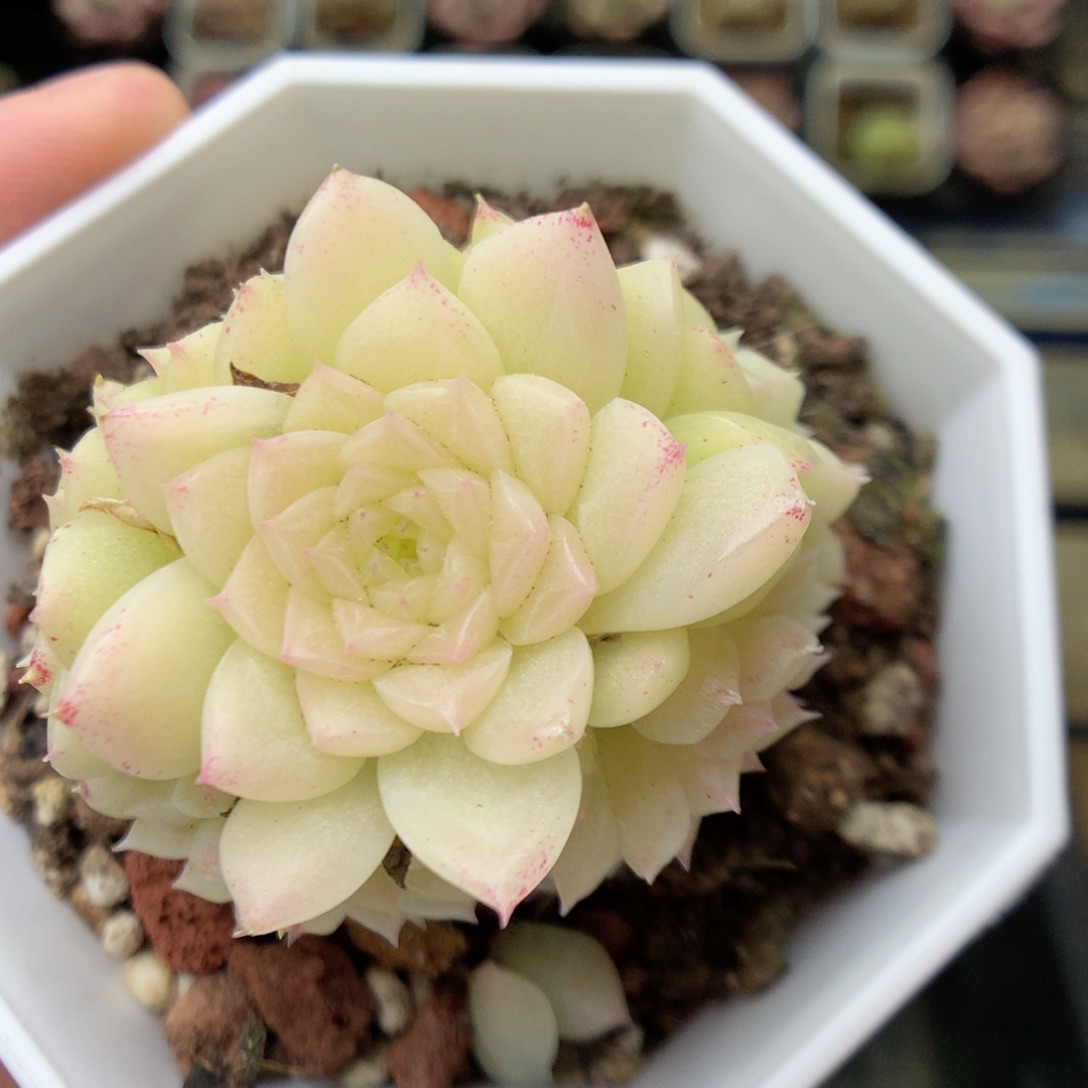 X187 ，20包邮两天凑单偏远不发货