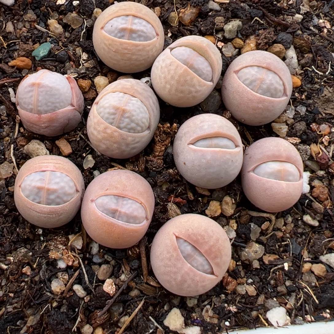 1.12好看的多肉591