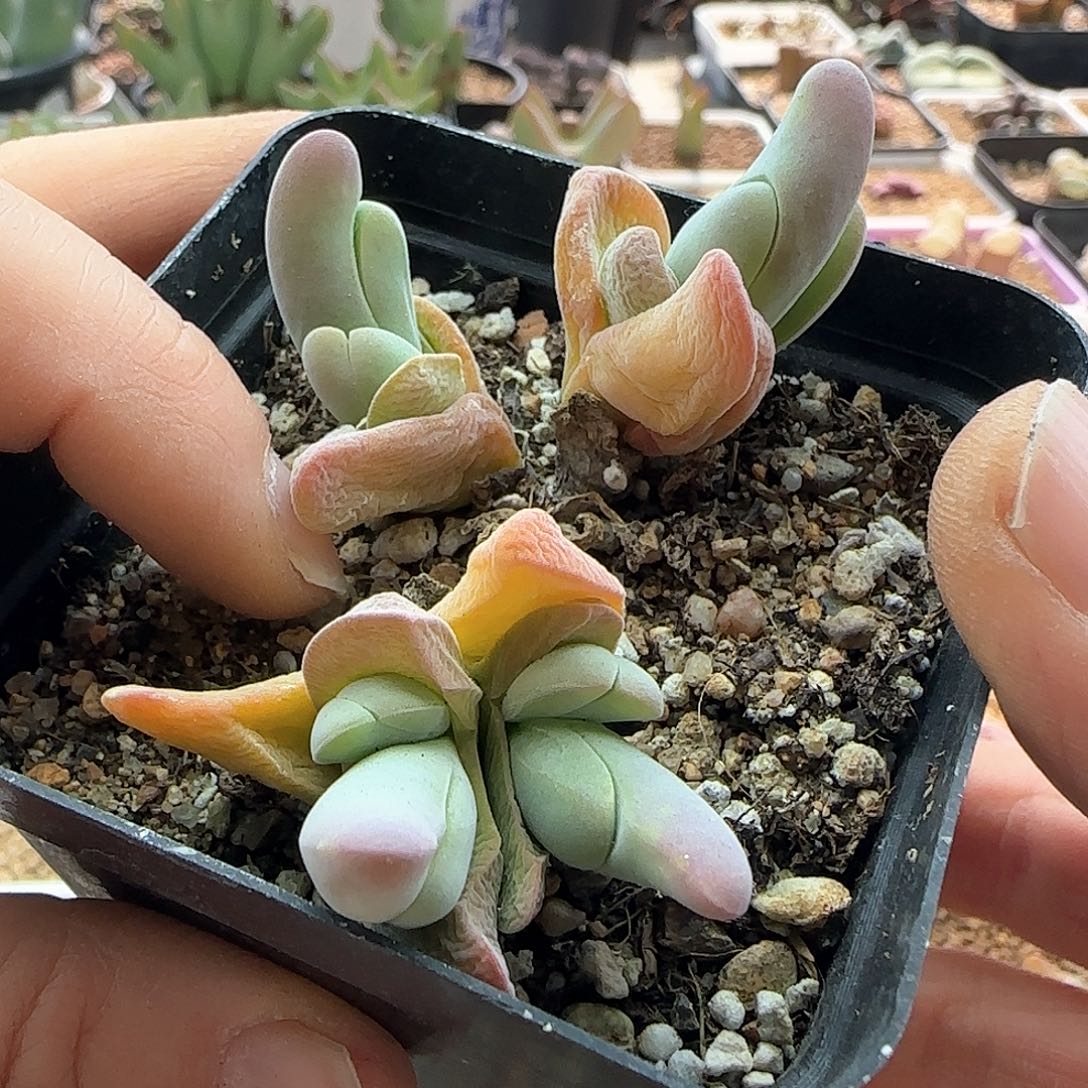 脱土发货28包邮29025