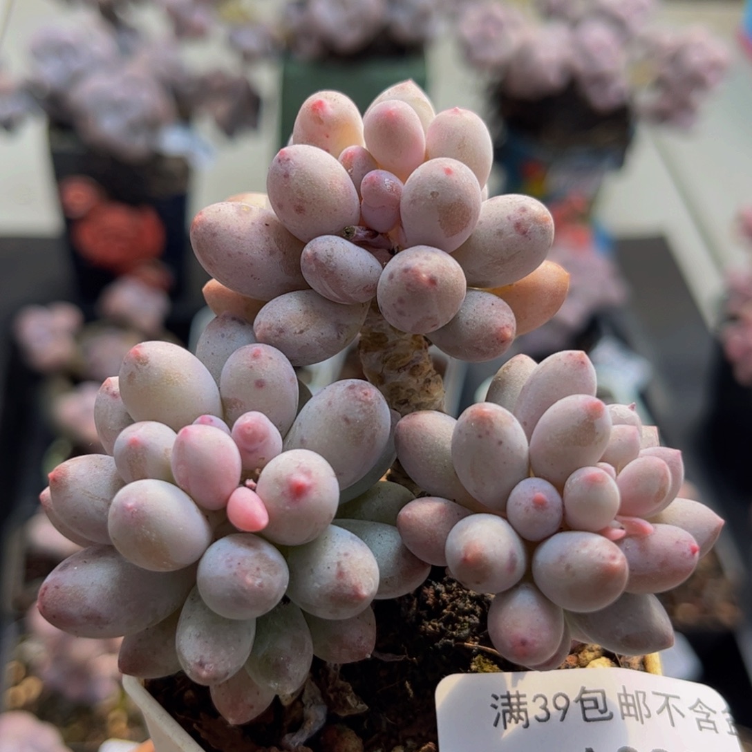 023/6cm手指奶多肉植物
