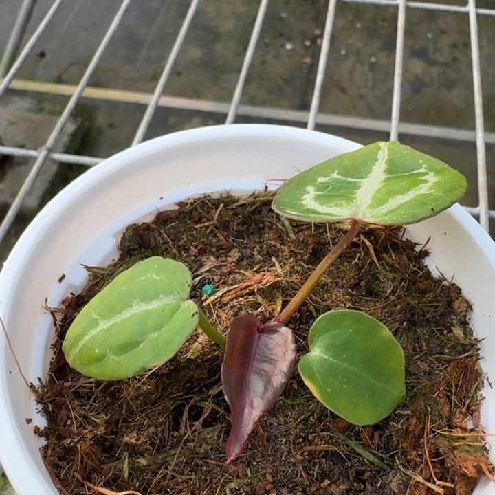 完全开放4号粉紫紫