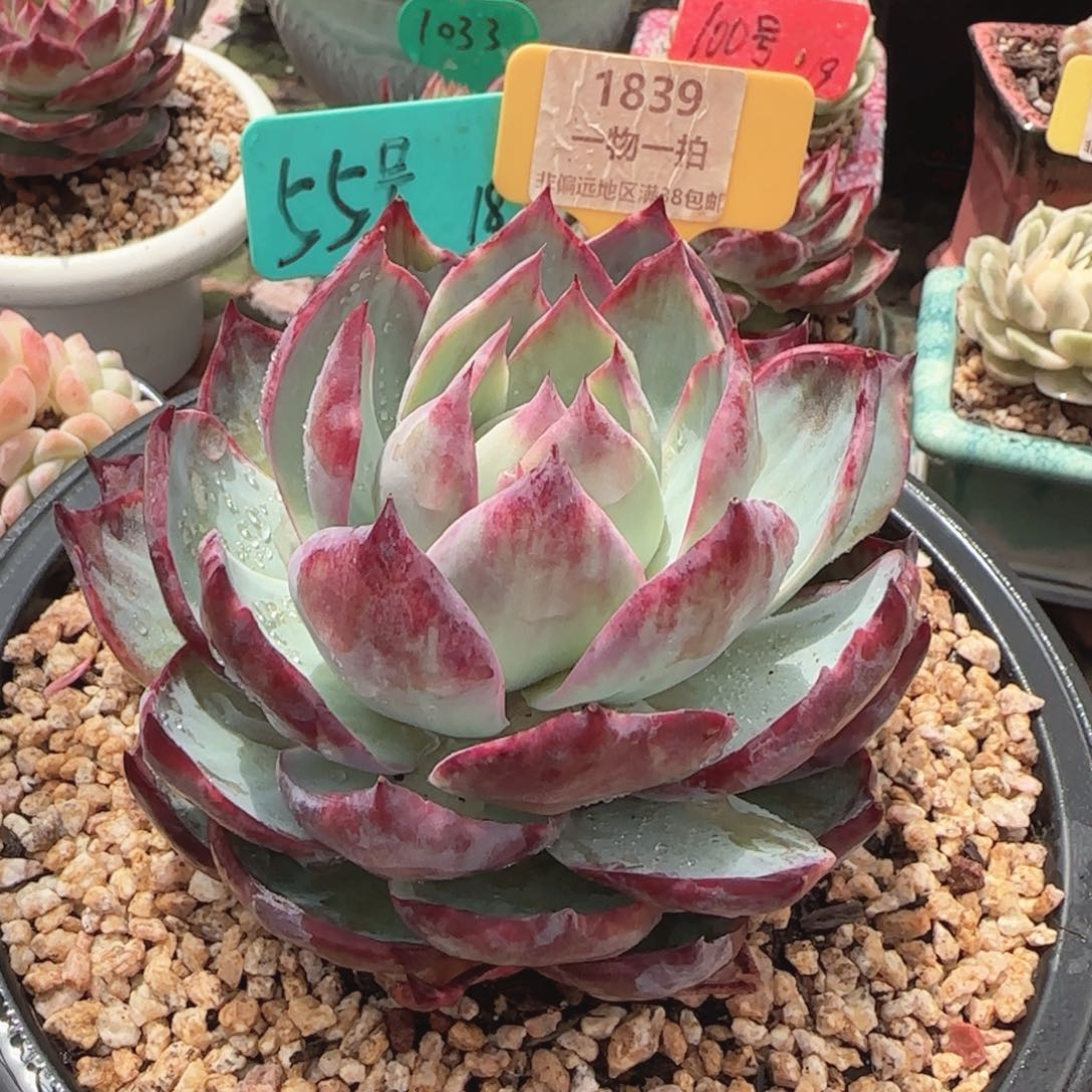 云南杰先森多肉1839