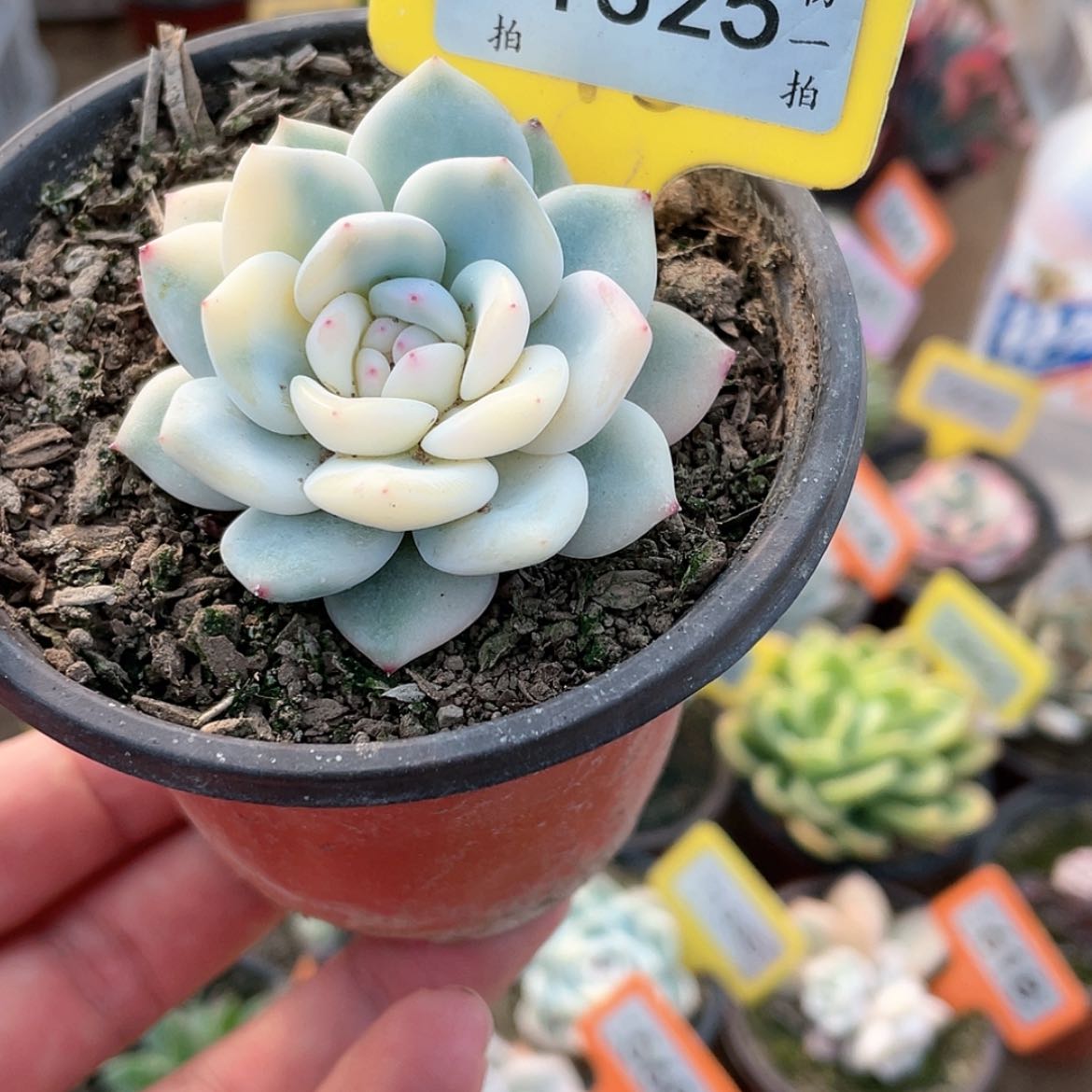 【闪购商品】1325号