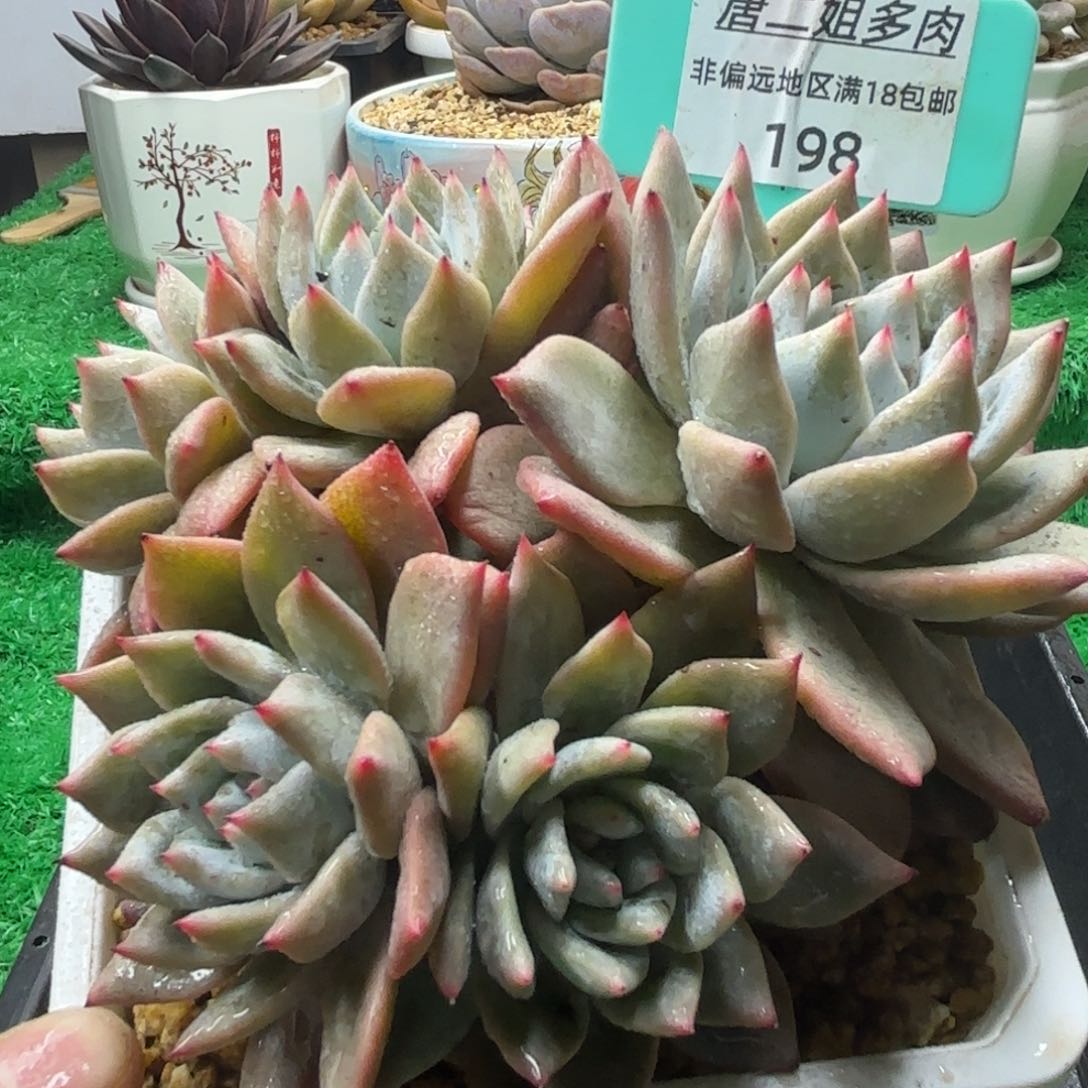 唐二姐多肉编号198