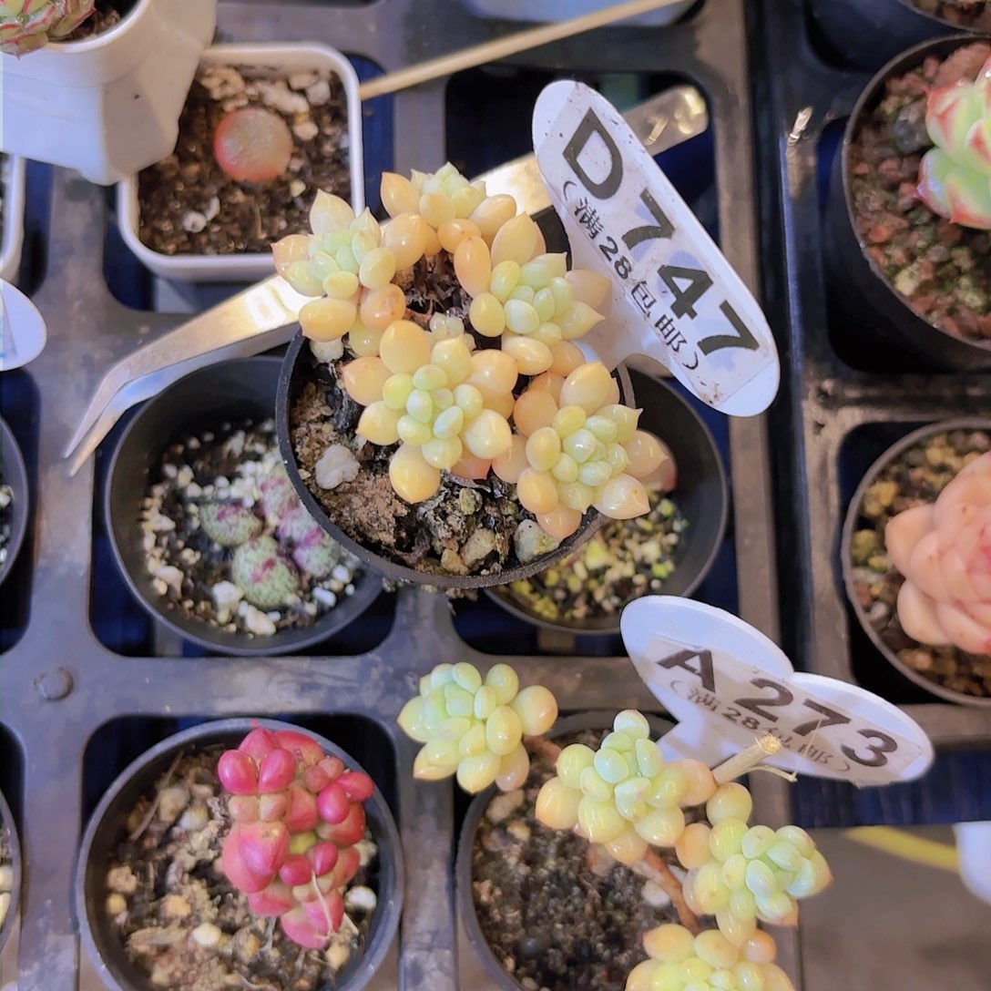 D747奶糖一物一拍