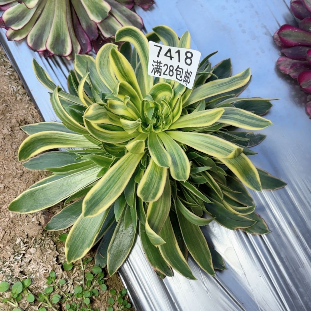 N. 7418虞姬多肉