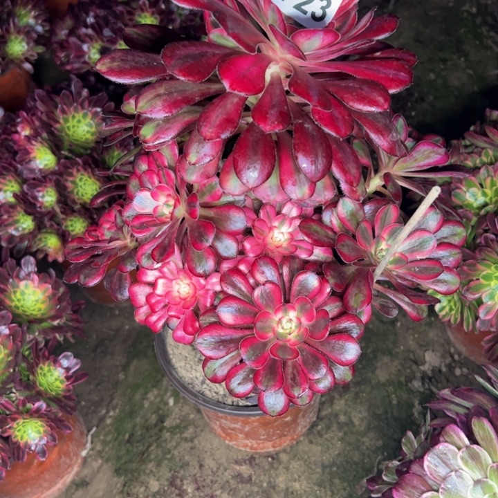 2723香奈儿多肉植物