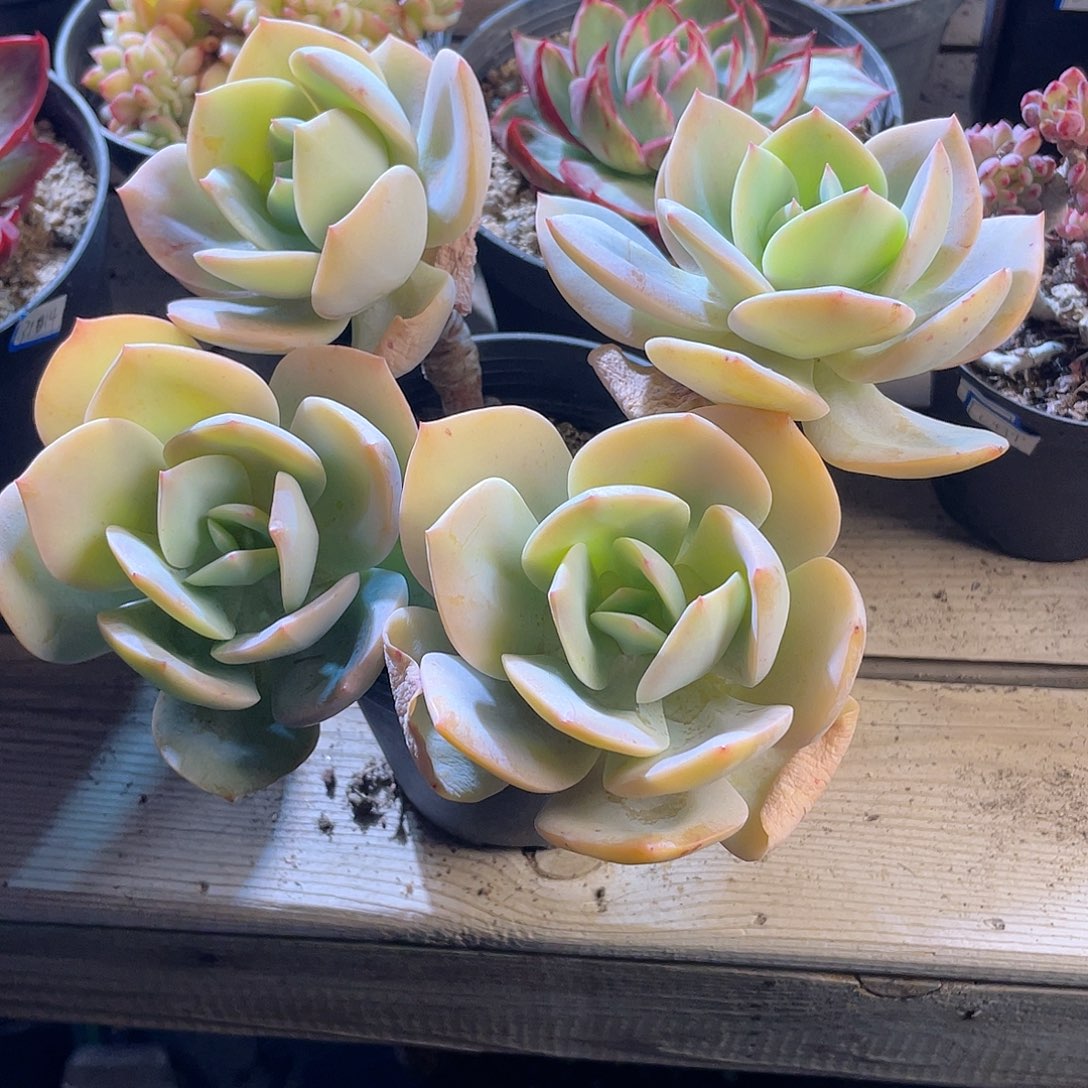 1617  白凤 六月六