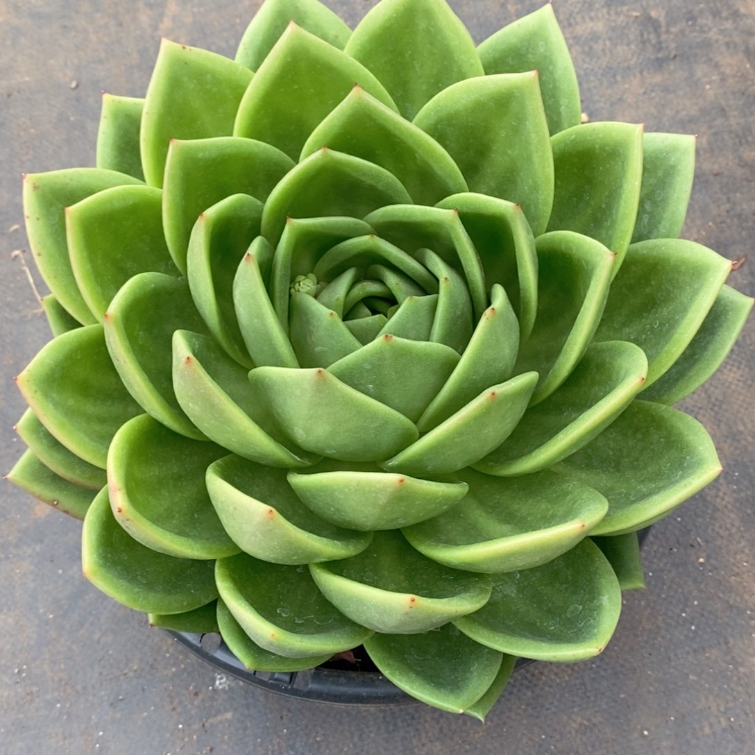 海*福利特价翠花大的