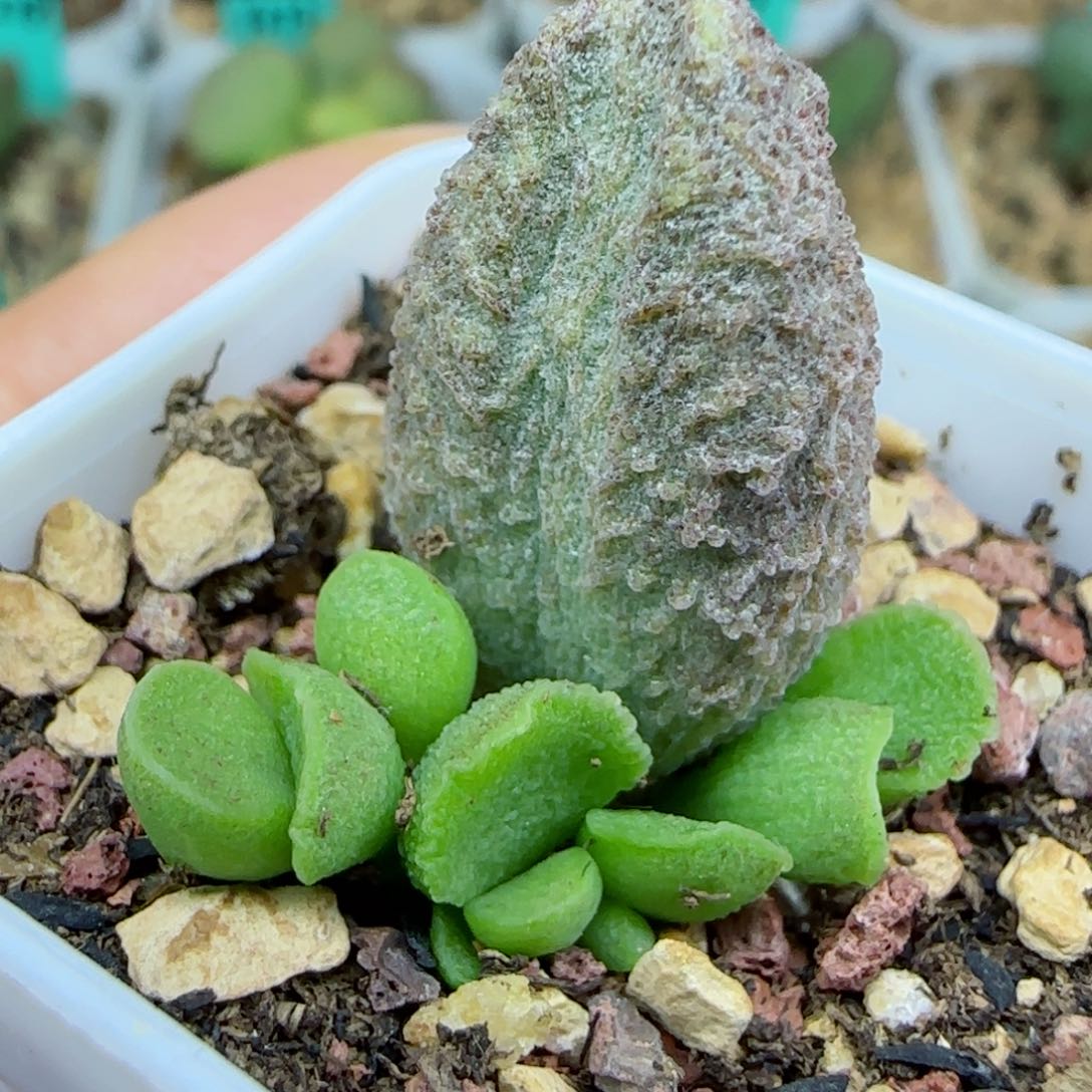 实生叶插，带盆发