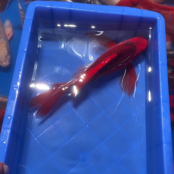 海水鱼渔场直发链接1号