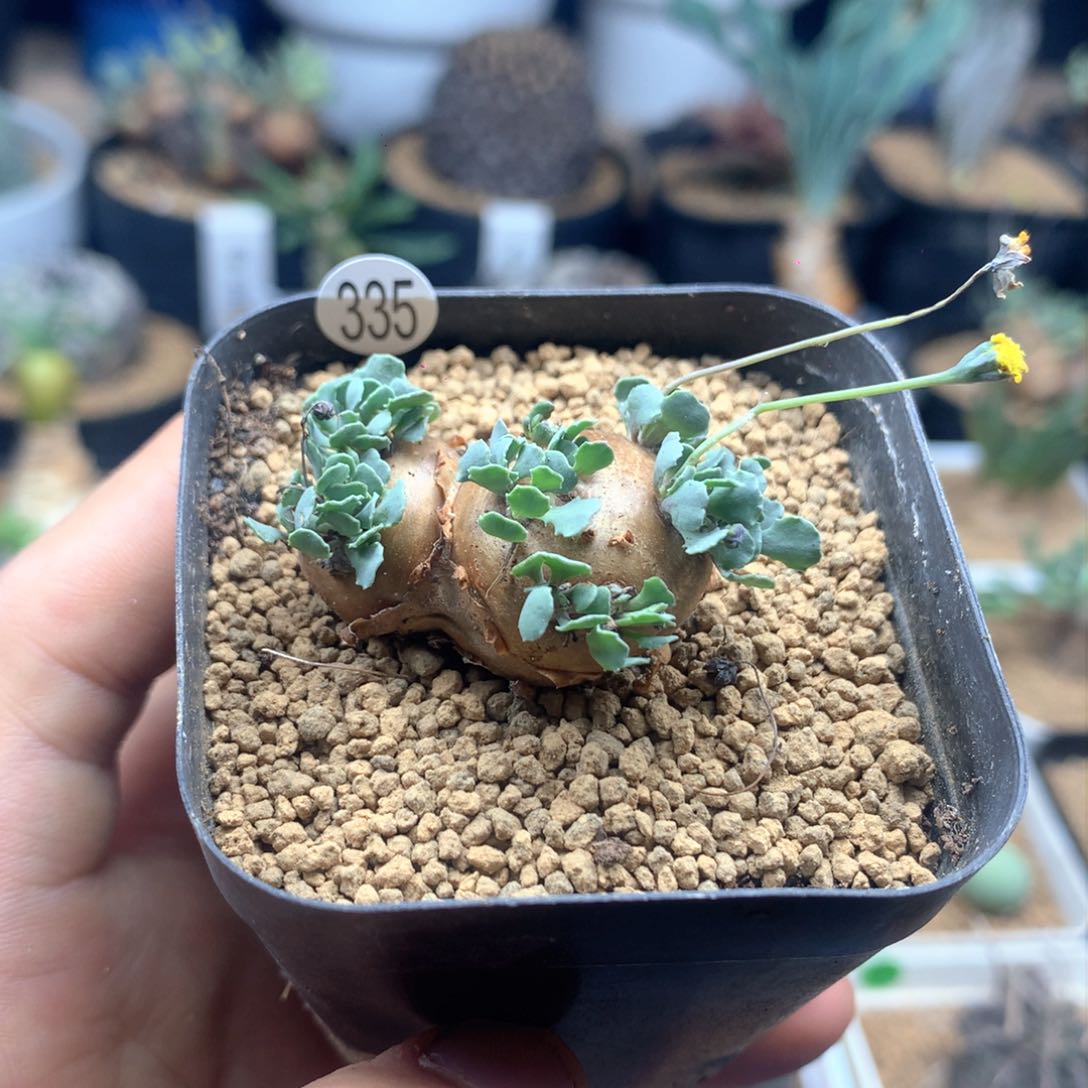 格加厚敦菊母本带盆