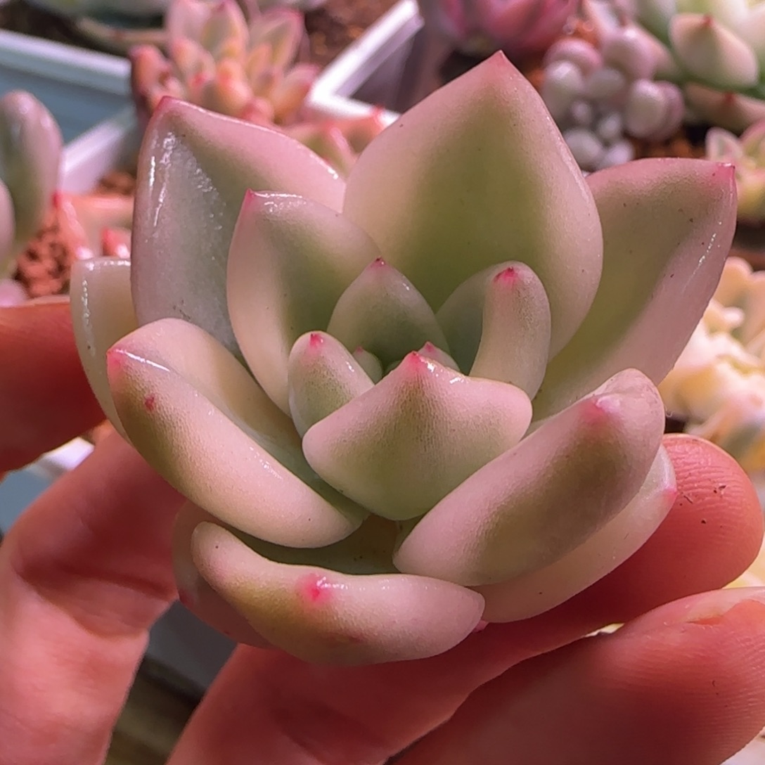 伊丽莎白锦 多肉植物