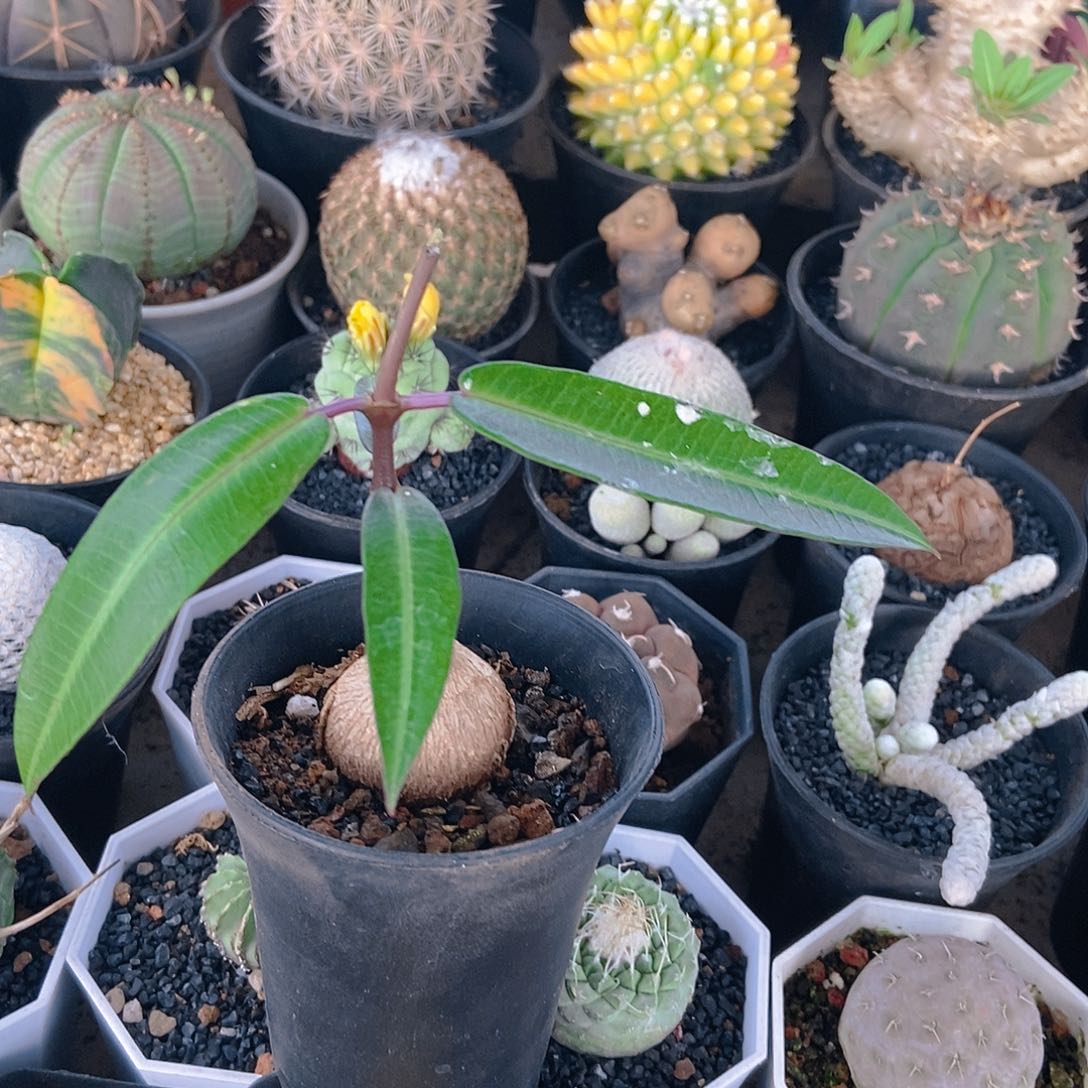 紫背罗魔一物一拍