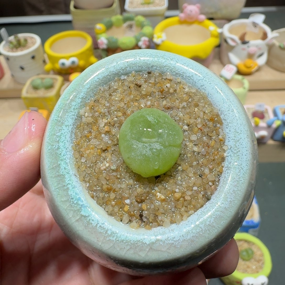 红陶蘑菇429空卡