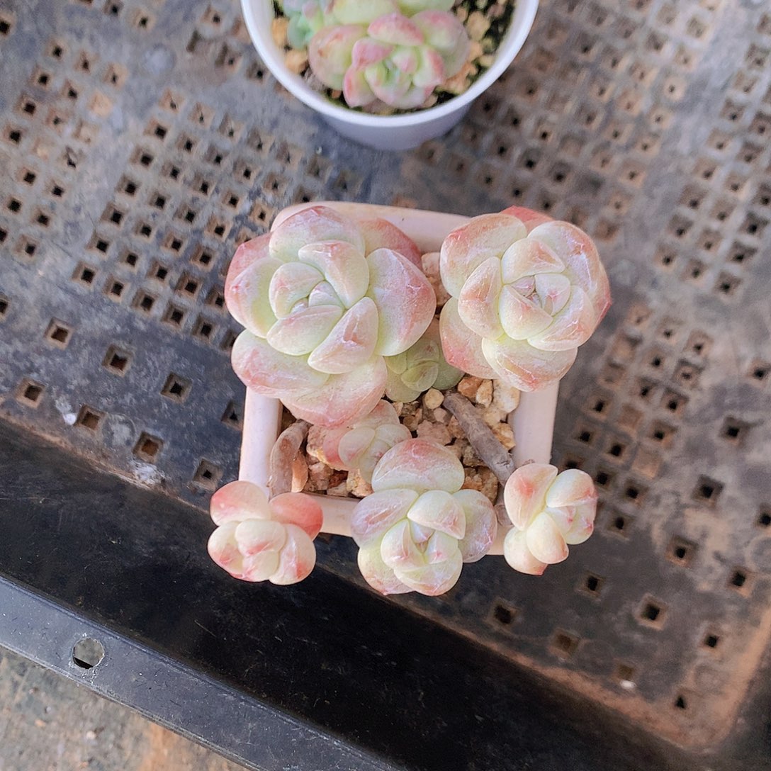 须弥脱土发货冰玉