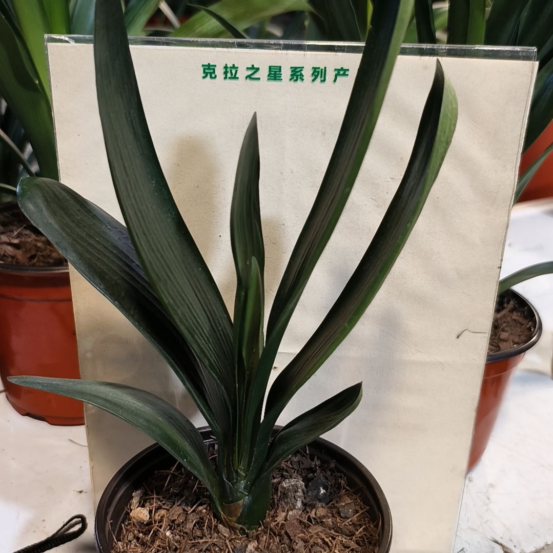 潘***淳当前无花栽培后可以开花黄金佛手苗一颗