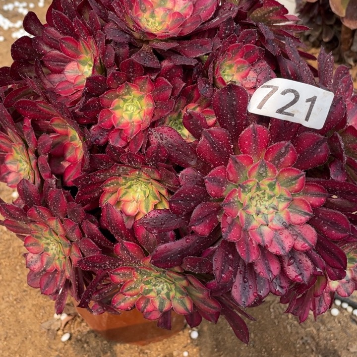 721多肉植物祝融