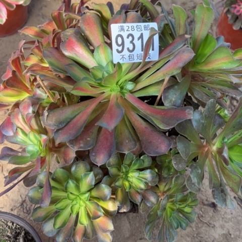 夕阳多肉法师9311法师