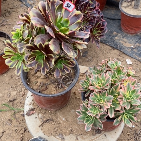 两颗法师一物一拍