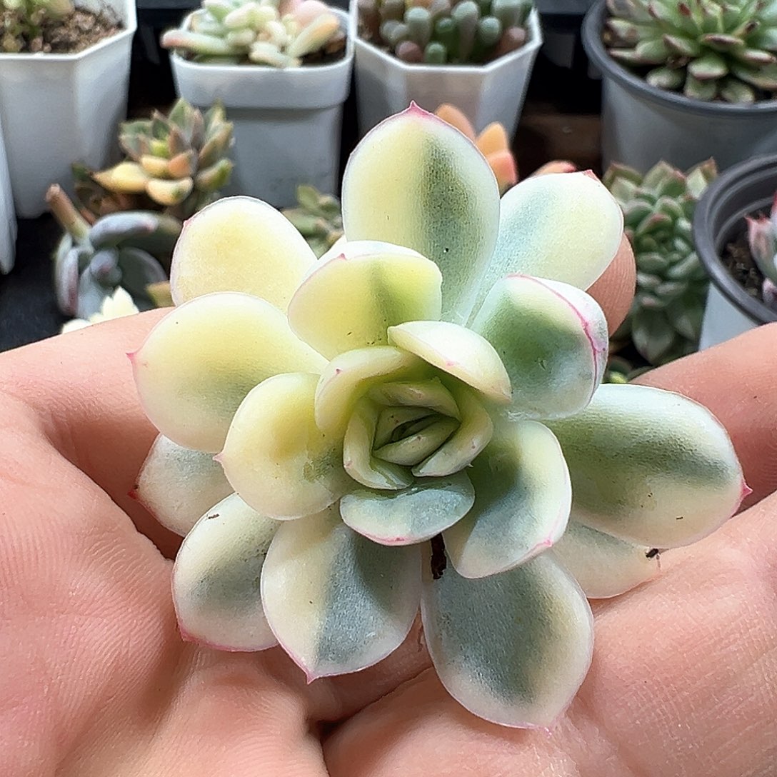 草莓冰锦 小方花圃一物一拍