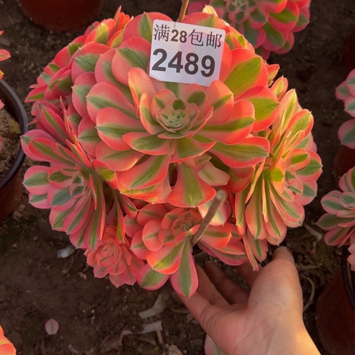 2489女巫多肉植物