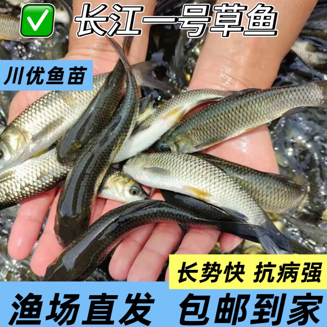 草鱼 活体观赏鱼 四川渔场直发