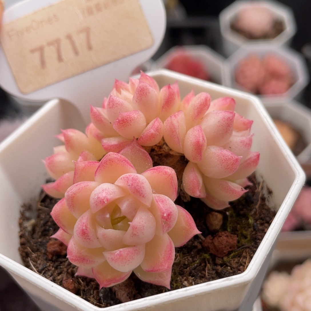 女王7717-5.0厘米