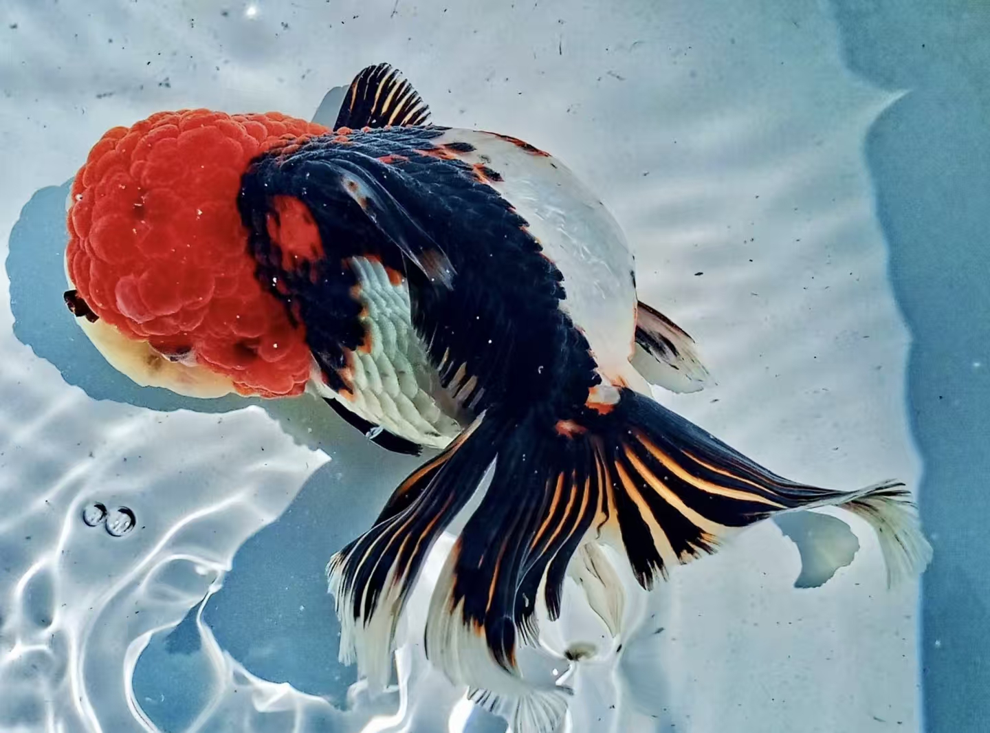 精品玛丽将军千褶泰狮观赏鱼 一鱼一拍 