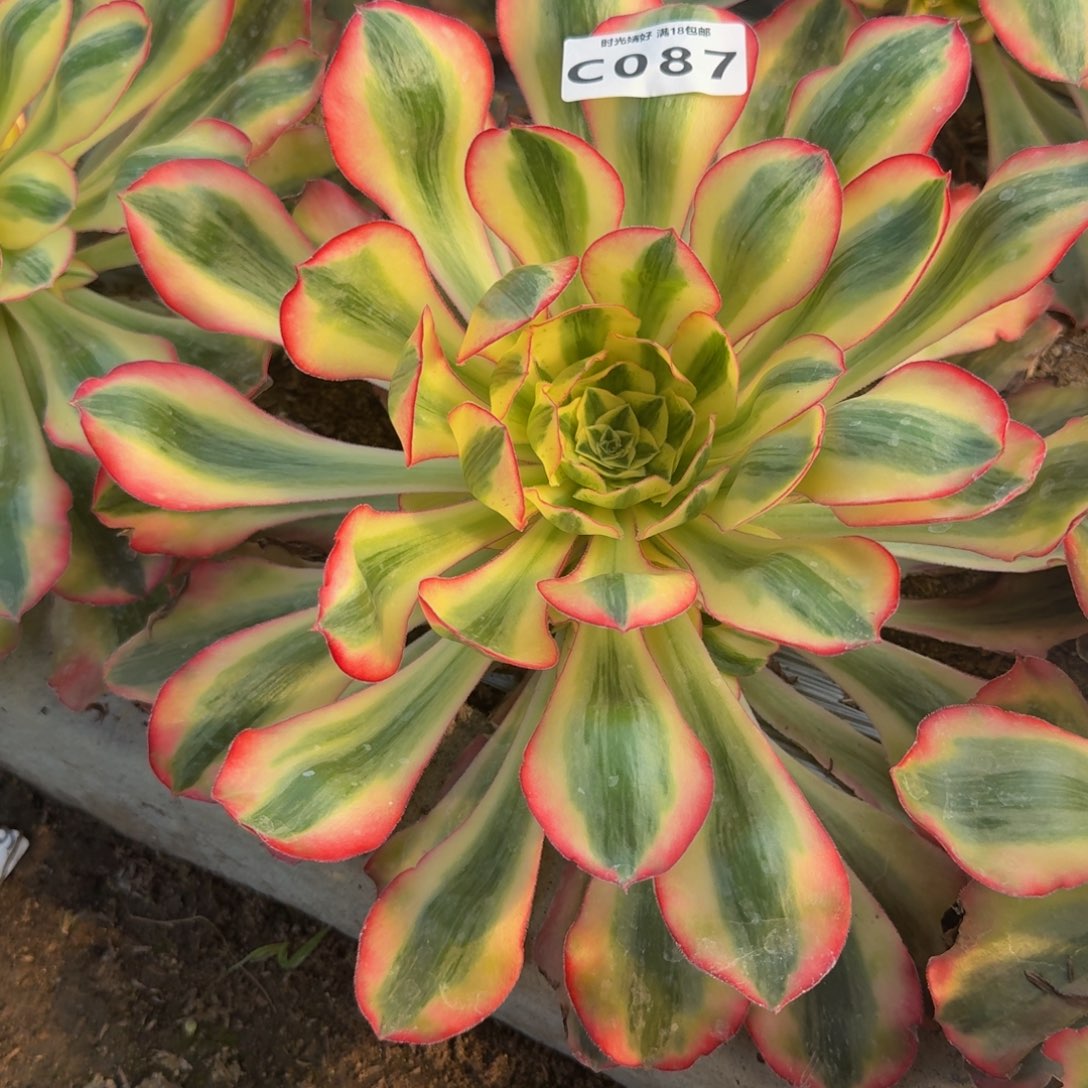 087爱丽丝。多肉植物