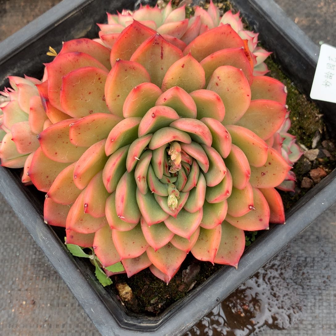 889杂交多肉14厘米