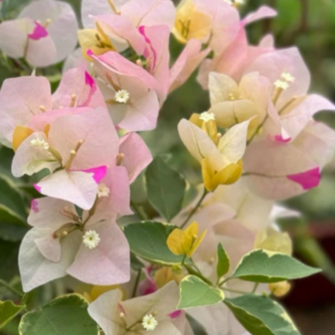 森朴【三色马斯佩拉克.混色】原生枝条拍一发九三角梅不售后