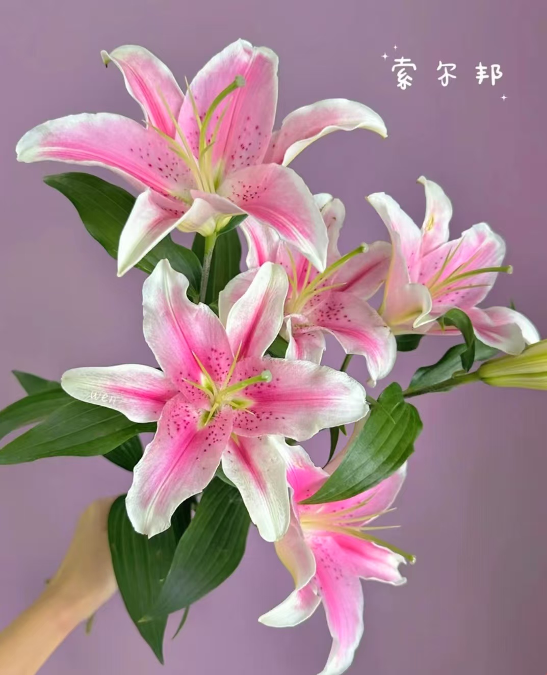 【狐尾索尔邦】单瓣粉色香水百合销冠百合