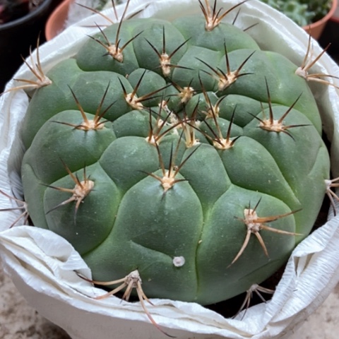 新天地12米仙人球仙人球