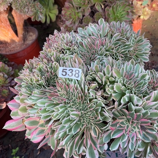 紫***菡多肉植物一个女郎538